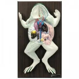 Bobbitt Frog Model