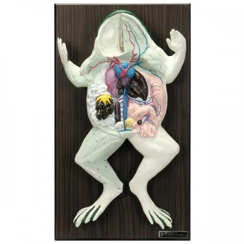 Bobbitt Frog Model
