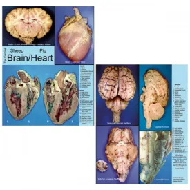 Concise Dissection Chart: Sheep Brain & Pig Heart
