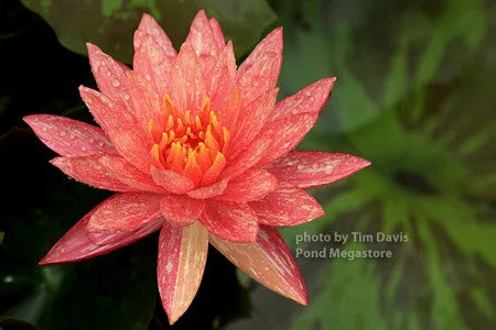 WHOLESALE QUANTITY (12 ) Wanvisa Waterlily <br> Award Winning!