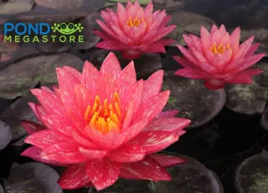WHOLESALE QUANTITY (12 ) Wanvisa Waterlily <br> Award Winning!