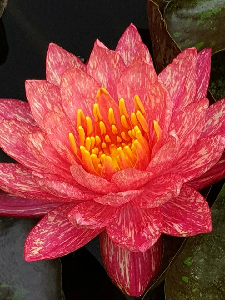 WHOLESALE QUANTITY (12 ) Wanvisa Waterlily <br> Award Winning!