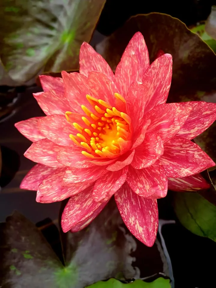 WHOLESALE QUANTITY (12 ) Wanvisa Waterlily <br> Award Winning!