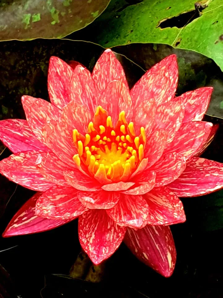 WHOLESALE QUANTITY (12 ) Wanvisa Waterlily <br> Award Winning!
